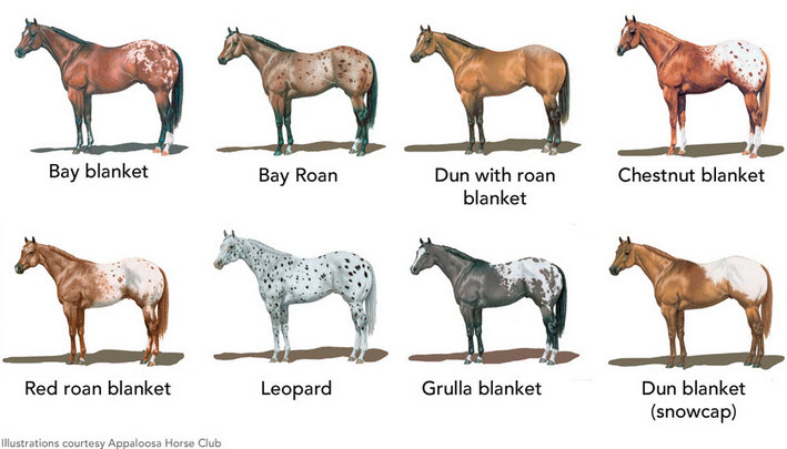 Color Cross Chart For Horses