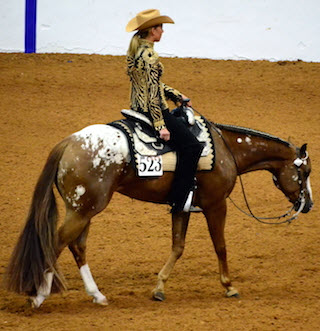 Appaloosa horse] - The Portal to Texas History