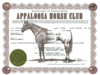 Appaloosa Horse Club