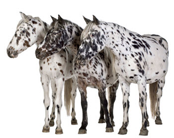 Amazing Horse - Appaloosa Horses 