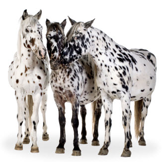 Appaloosa Horse Breed Characteristics, Health & Nutrition Guide