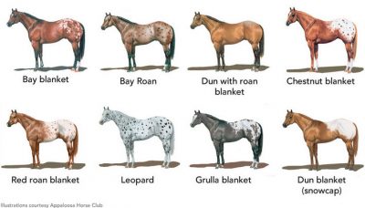 A Guide To Appaloosa Horse  Horsy Land - All about horses